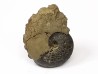 CRENICERAS RENGGERI  lower oxfordian  Rosureux (25) FRANCE