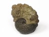 CRENICERAS RENGGERI - oxfordien inférieur - Rosureux (25) FRANCE