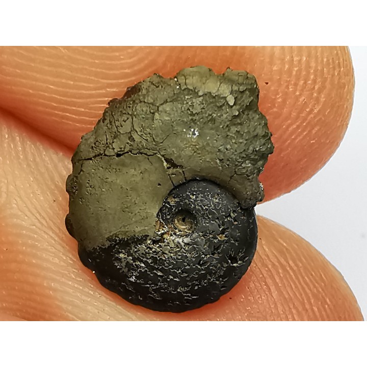CRENICERAS RENGGERI - oxfordien inférieur - Rosureux (25) FRANCE