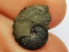 CRENICERAS RENGGERI  lower oxfordian  Rosureux (25) FRANCE