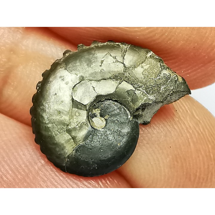 CRENICERAS RENGGERI - oxfordien inférieur - Rosureux (25) FRANCE