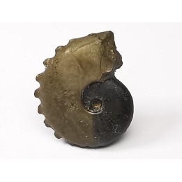 CRENICERAS RENGGERI - oxfordien inférieur - Rosureux (25) FRANCE
