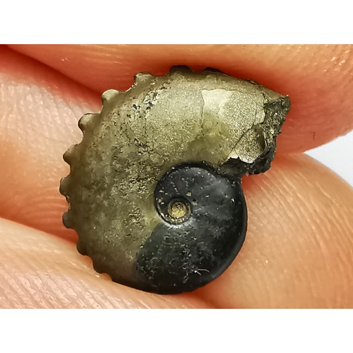 CRENICERAS RENGGERI - oxfordien inférieur - Rosureux (25) FRANCE