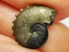 CRENICERAS RENGGERI  lower oxfordian  Rosureux (25) FRANCE