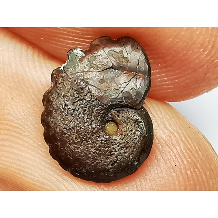 CRENICERAS RENGGERI - oxfordien inférieur - Rosureux (25) FRANCE