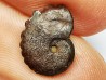 CRENICERAS RENGGERI - oxfordien inférieur - Rosureux (25) FRANCE