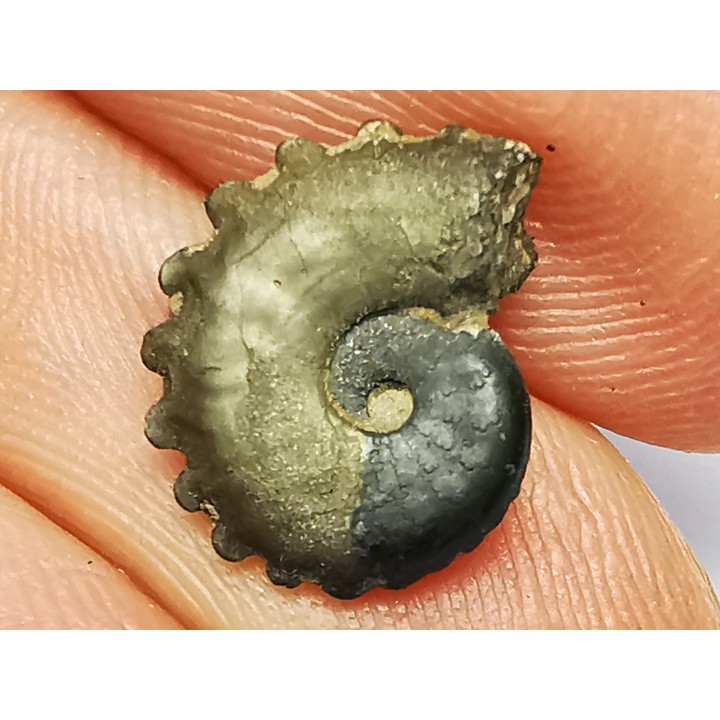 CRENICERAS RENGGERI  Early Oxfordian  Rosureux (25) FRANCE