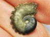 CRENICERAS RENGGERI  Early Oxfordian  Rosureux (25) FRANCE