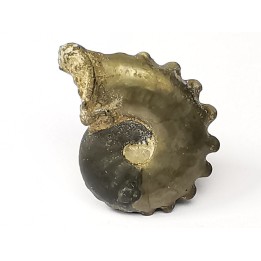 CRENICERAS RENGGERI  Early Oxfordian  Rosureux (25) FRANCE