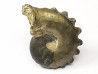 CRENICERAS RENGGERI  Early Oxfordian  Rosureux (25) FRANCE