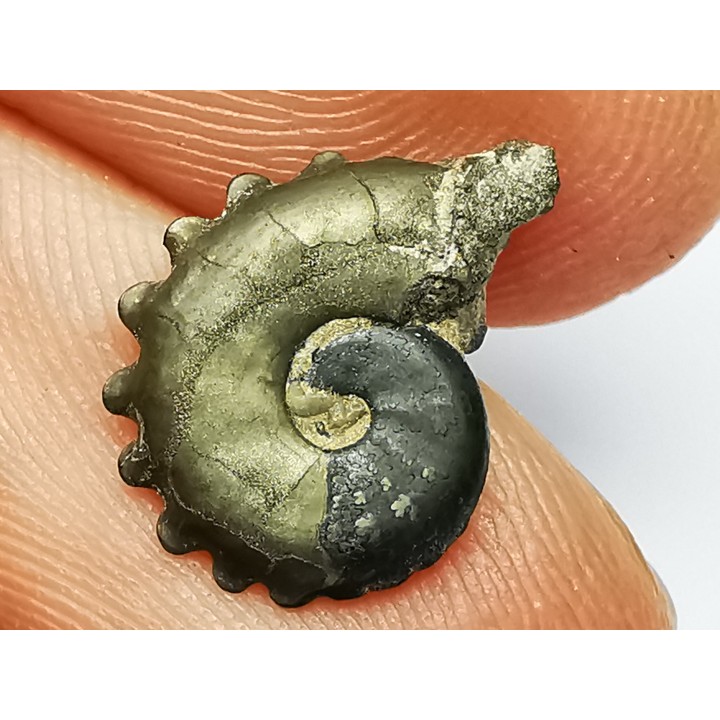 CRENICERAS RENGGERI  Early Oxfordian  Rosureux (25) FRANCE