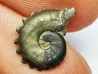 CRENICERAS RENGGERI  Early Oxfordian  Rosureux (25) FRANCE
