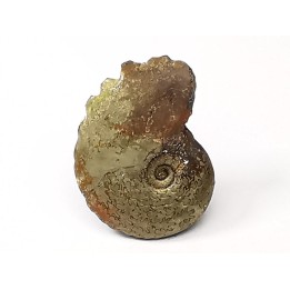 CRENICERAS RENGGERI  Early Oxfordian  Rosureux (25) FRANCE