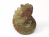 CRENICERAS RENGGERI  Early Oxfordian  Rosureux (25) FRANCE