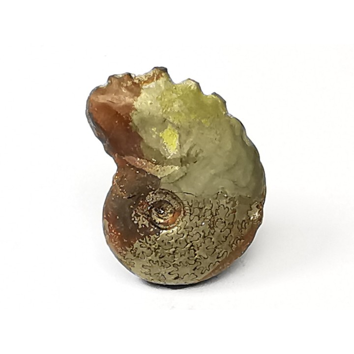 CRENICERAS RENGGERI  Early Oxfordian  Rosureux (25) FRANCE