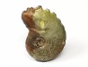 CRENICERAS RENGGERI - Oxfordien inférieur - Rosureux (25) FRANCE