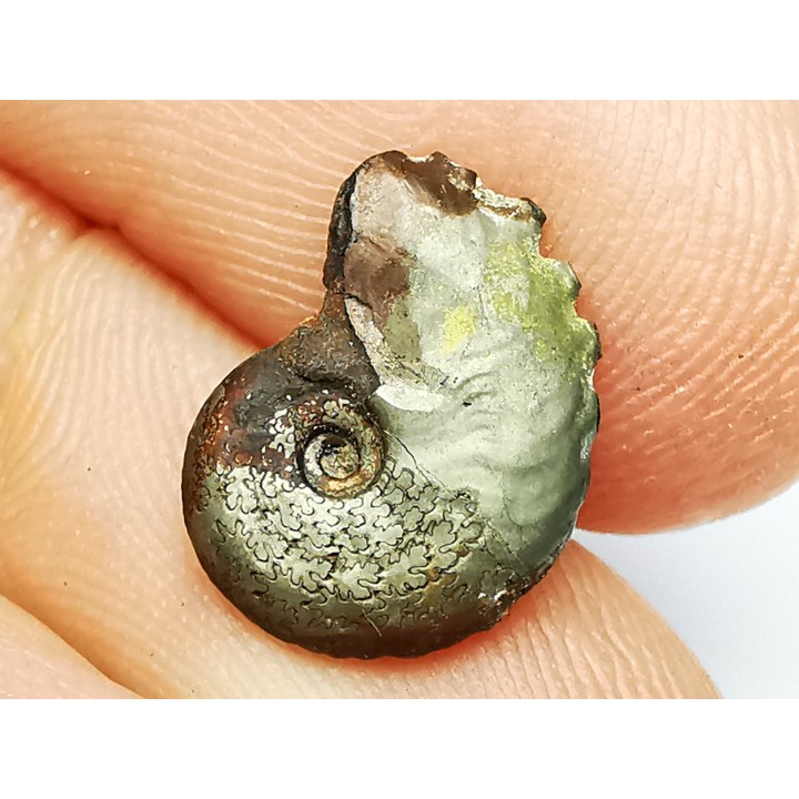 CRENICERAS RENGGERI - Oxfordien inférieur - Rosureux (25) FRANCE