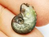 CRENICERAS RENGGERI  Early Oxfordian  Rosureux (25) FRANCE