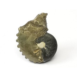 CRENICERAS RENGGERI - Oxfordien inférieur - Rosureux (25) FRANCE