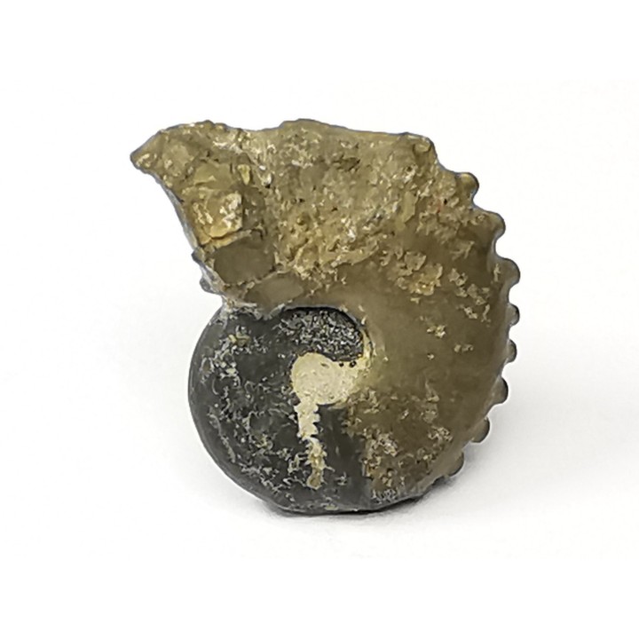CRENICERAS RENGGERI  Early Oxfordian  Rosureux (25) FRANCE