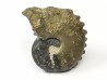 CRENICERAS RENGGERI  Early Oxfordian  Rosureux (25) FRANCE