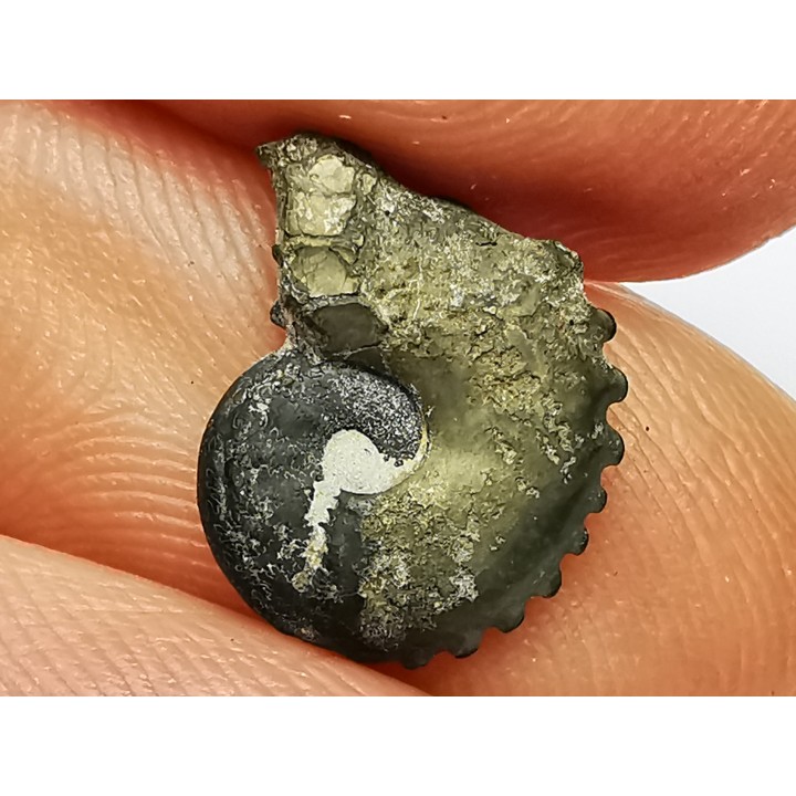 CRENICERAS RENGGERI  Early Oxfordian  Rosureux (25) FRANCE