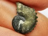 CRENICERAS RENGGERI  Early Oxfordian  Rosureux (25) FRANCE