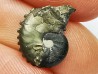 CRENICERAS RENGGERI  Early Oxfordian  Rosureux (25) FRANCE