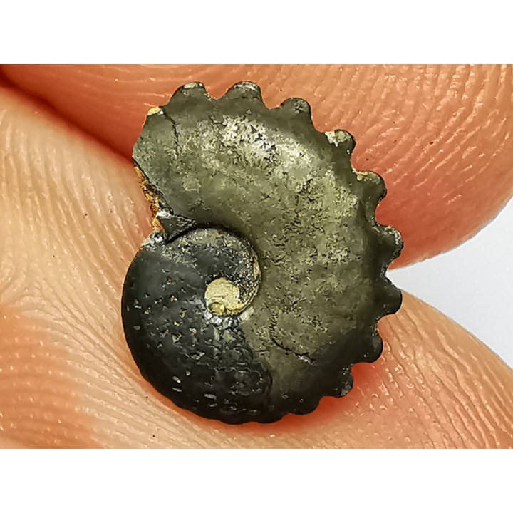 CRENICERAS RENGGERI  Early Oxfordian  Rosureux (25) FRANCE