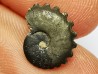 CRENICERAS RENGGERI  Early Oxfordian  Rosureux (25) FRANCE