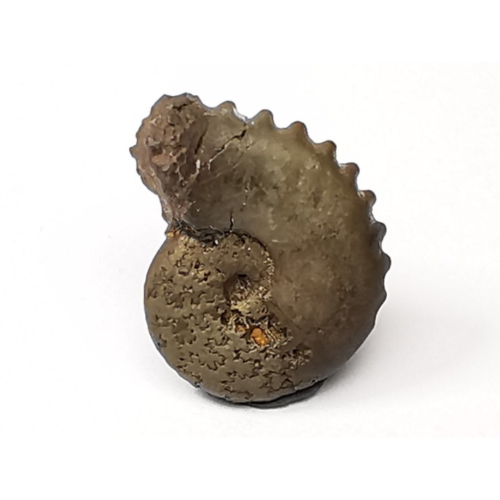 CRENICERAS RENGGERI  Early Oxfordian  Rosureux (25) FRANCE