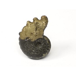 CRENICERAS RENGGERI  Early Oxfordian  Rosureux (25) FRANCE