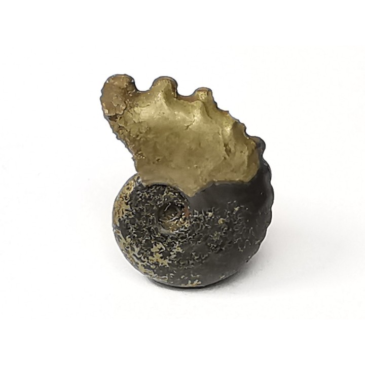 CRENICERAS RENGGERI  Early Oxfordian  Rosureux (25) FRANCE