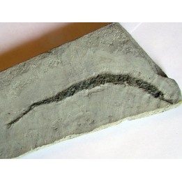 SYNGNATHUS ACUS