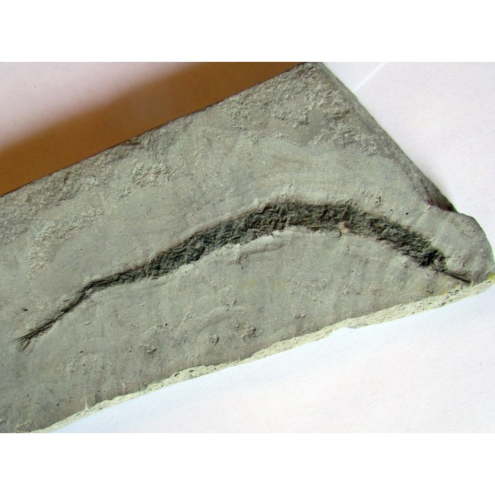 SYNGNATHUS ACUS