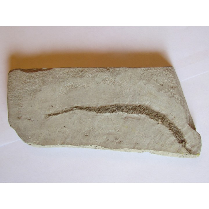 SYNGNATHUS ACUS