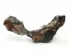 METEORITE pallasite Seymchan