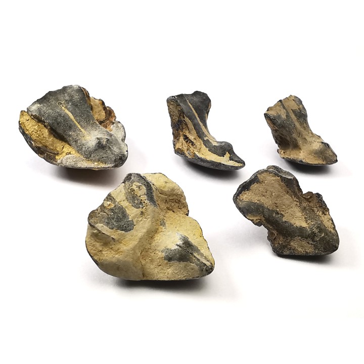 RHYNCHOLITE Late Jurassic (Drôme)