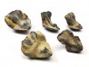 RHYNCHOLITE Late Jurassic (Drôme)