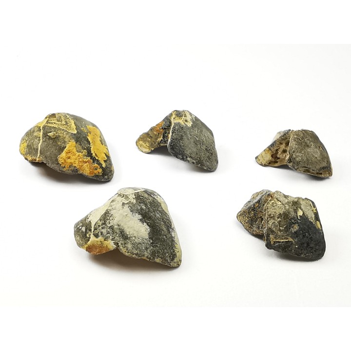 RHYNCHOLITE Jurrasique Supérieur (Drôme)