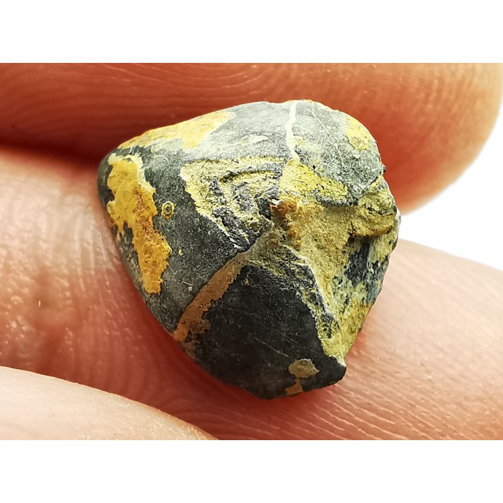 RHYNCHOLITE Late Jurassic (Drôme)