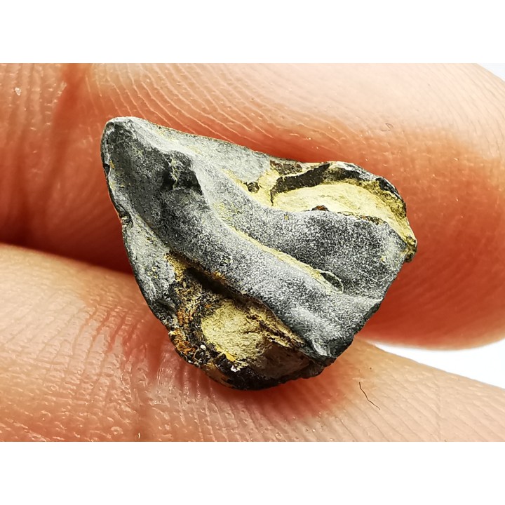 RHYNCHOLITE Late Jurassic (Drôme)