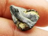 RHYNCHOLITE Late Jurassic (Drôme)