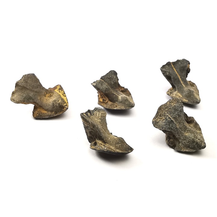 RHYNCHOLITE Jurrasique Supérieur (Drôme)