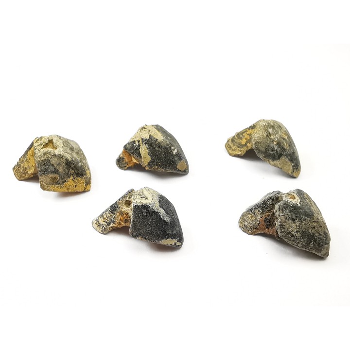 RHYNCHOLITE Jurrasique Supérieur (Drôme)