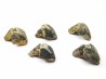 RHYNCHOLITE Late Jurassic (Drôme)