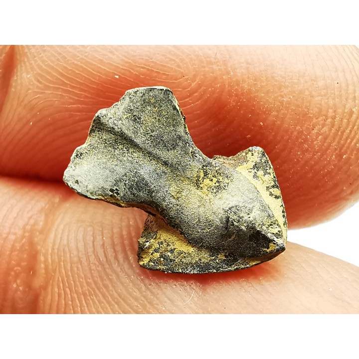RHYNCHOLITE Jurrasique Supérieur (Drôme)