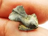 RHYNCHOLITE Late Jurassic (Drôme)