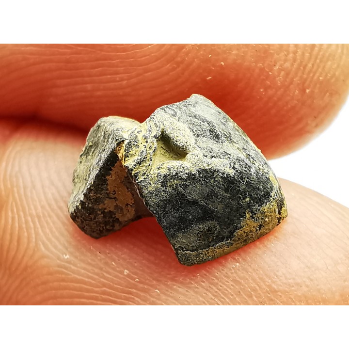 RHYNCHOLITE Late Jurassic (Drôme)