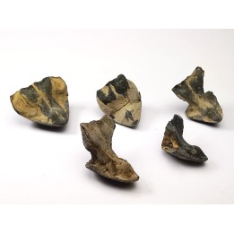 RHYNCHOLITE Late Jurassic (Drôme)